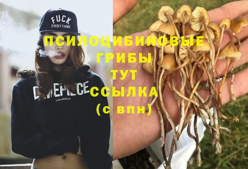 Псилоцибиновые грибы Psilocybine cubensis  Венёв 